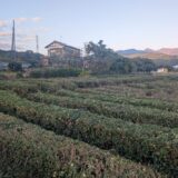 保護中： 富士市比奈の茶畑お茶刈り・草刈り施工事例｜江藤企画