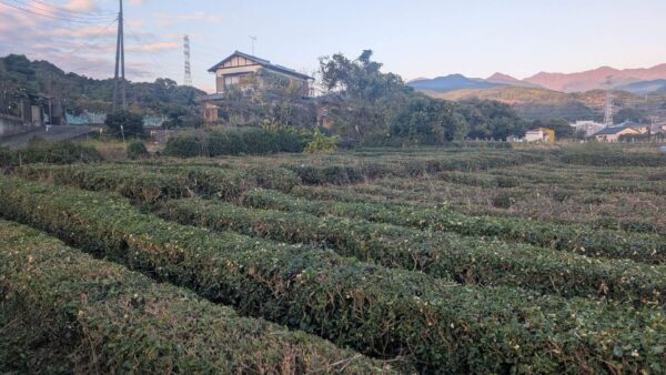 保護中： 富士市比奈の茶畑お茶刈り・草刈り施工事例｜江藤企画